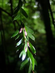 Tmesipteris horomaka: aerial stem bearing narrowly-oblong sterile leaves abruptly truncated to a prominent mucro, and slightly conic synangia, with the apices projecting laterally.
 Image: L.R. Perrie © Te Papa 2007 CC BY-NC 3.0 NZ